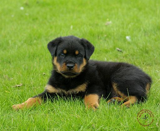 Rottweiler 9W025D-053.JPG